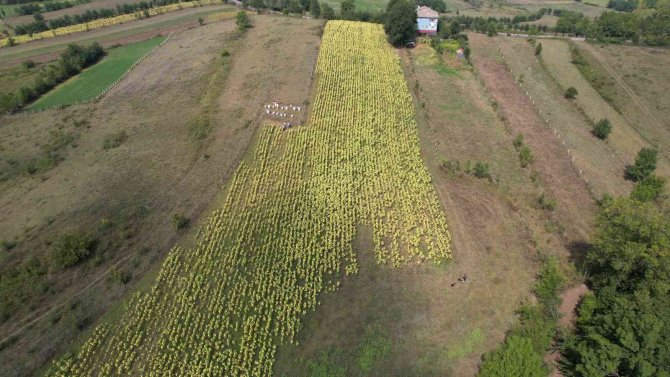 Emekli Madenci, Stratejik Ürün Olan Ayçiçeği İle Ekonomiye Katkı Sağlayacak