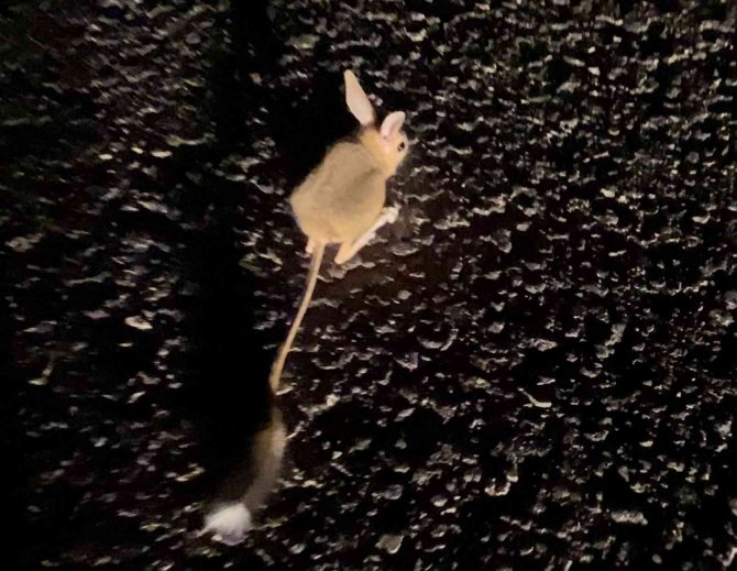 Yüksekova’da ‘Arap Tavşanı’ Görüntülendi