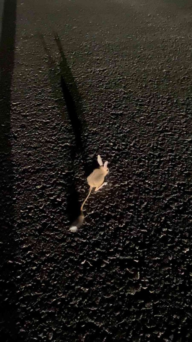 Yüksekova’da ‘Arap Tavşanı’ Görüntülendi