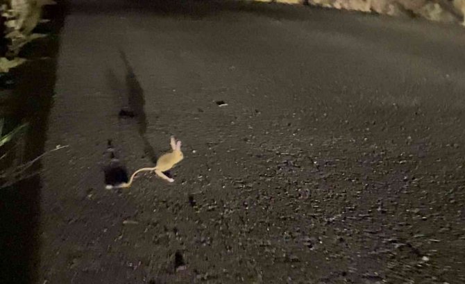 Yüksekova’da ‘Arap Tavşanı’ Görüntülendi