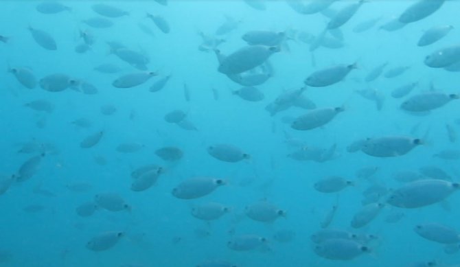 Bakanlığın Av Yasağı Kararı, Akdeniz’de Meyvelerini Verdi