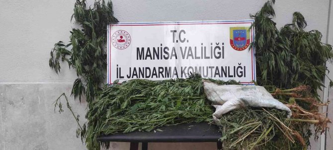 Manisa’da İki İlçede Kenevir Operasyonu