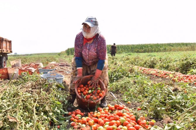 Balıkesir Tarlalarında Domates Hasadı Zamanı