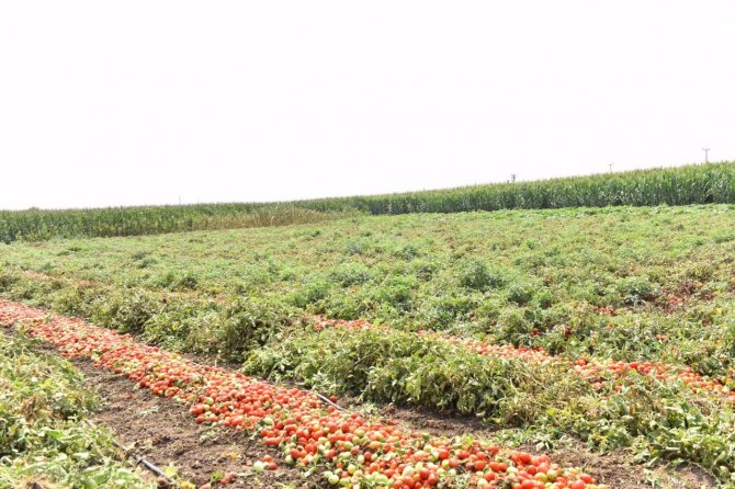 Balıkesir Tarlalarında Domates Hasadı Zamanı