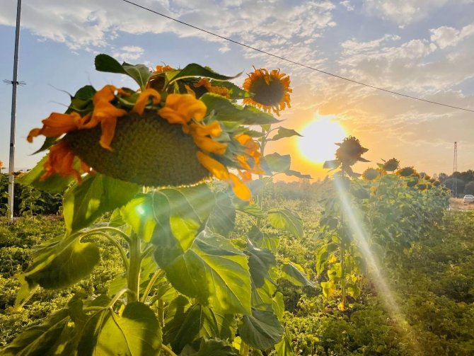 Yüzünü Güneşe Dönen “Günebakanlar” Göz Kamaştırdı
