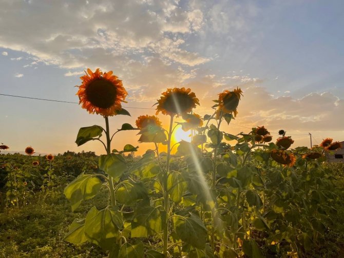 Yüzünü Güneşe Dönen “Günebakanlar” Göz Kamaştırdı