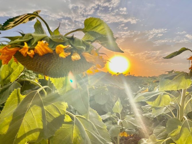 Yüzünü Güneşe Dönen “Günebakanlar” Göz Kamaştırdı