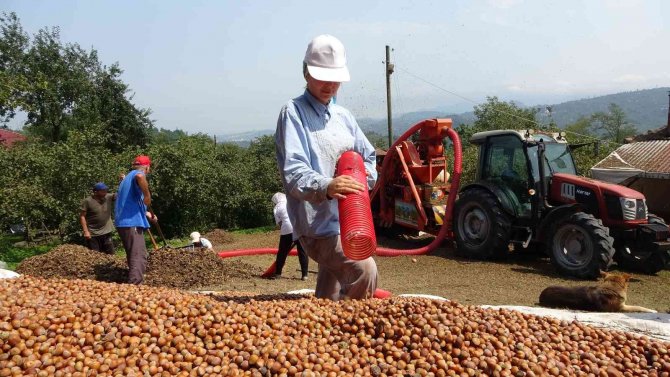Fındıkta Patoz Zamanı