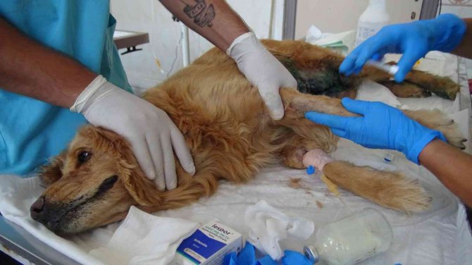 Bursa’da Ormana Bırakılan Cins Köpeğin Meme Kanseri Tedavisi Devam Ediyor