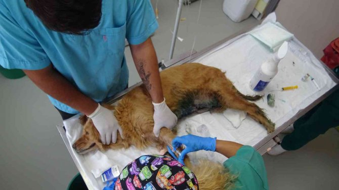 Bursa’da Ormana Bırakılan Cins Köpeğin Meme Kanseri Tedavisi Devam Ediyor