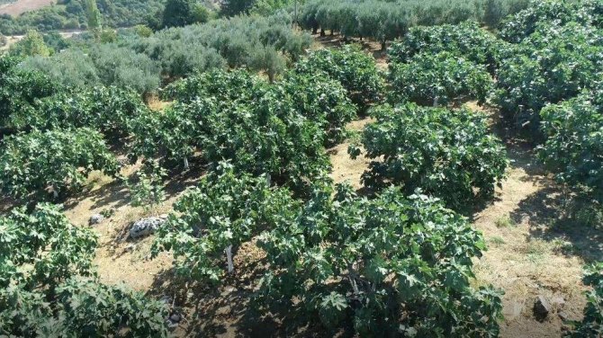 Mustafakemalpaşa’da İncir Mesaisi Başladı