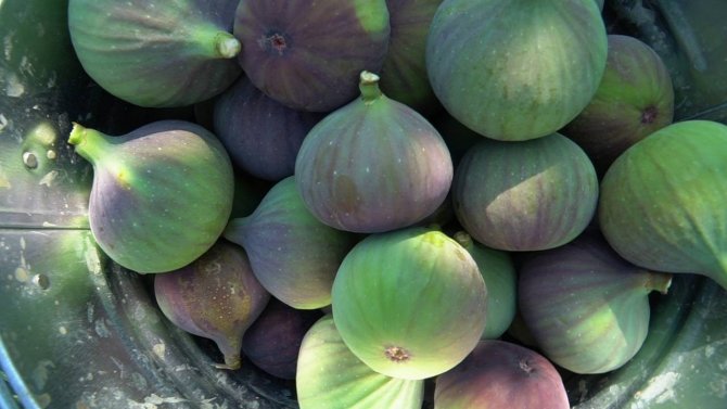 Mustafakemalpaşa’da İncir Mesaisi Başladı