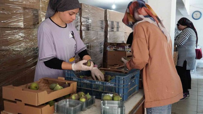 Mustafakemalpaşa’da İncir Mesaisi Başladı