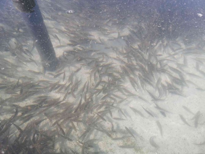 Çanakkale’de Baraj Ve Göletlere 1 Buçuk Milyon Sazan Balığı Yavrusu Bırakıldı