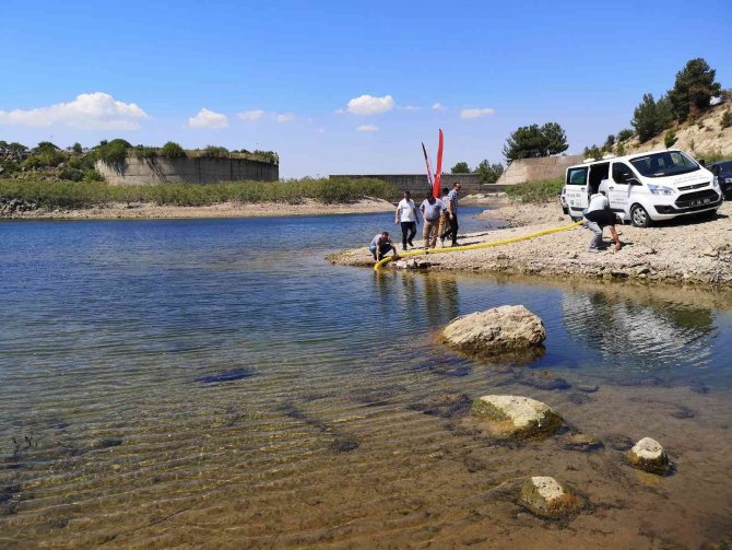 Çanakkale’de Baraj Ve Göletlere 1 Buçuk Milyon Sazan Balığı Yavrusu Bırakıldı