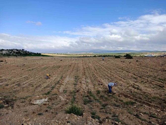 Tuz Çalısı Ve Bozkır Otu Deneme Sahası Projesi Yerinde İncelendi