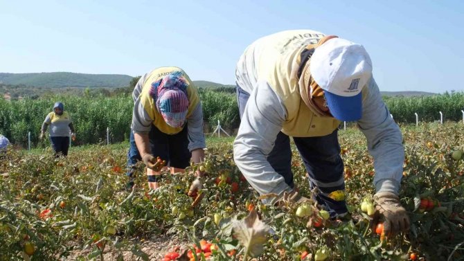 Didim Belediyesi Domates Hasadına Başladı