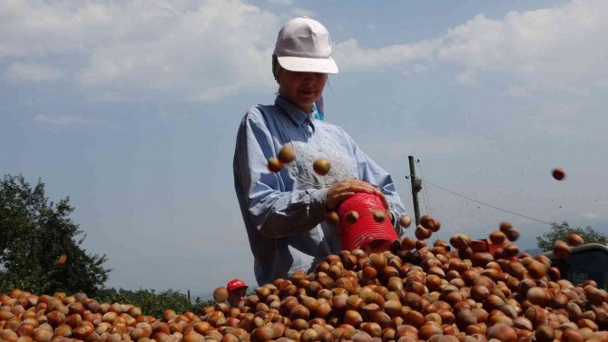 Fındıkta Patoz Zamanı