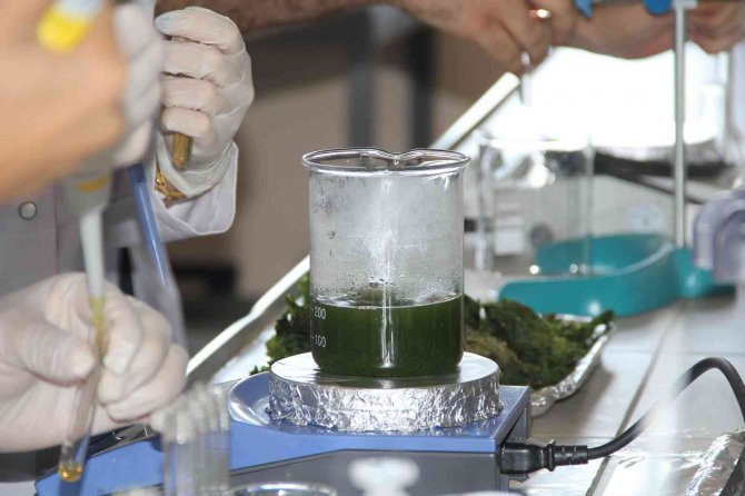 Deniz Marulundan Hidrojen Ürettiler