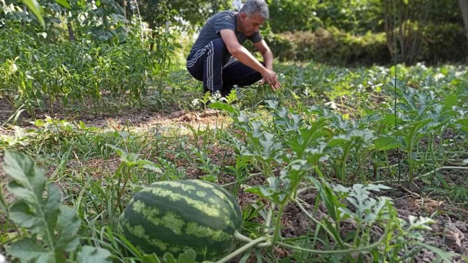 Milyonluk Binaların Arasına Hobi Bahçesi Kurdu, Kışlık İhtiyacını Karşılıyor