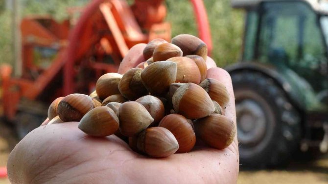 Fındıkta Patoz Zamanı