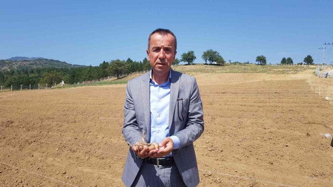 100 Bin Tl’den Satılması Beklenen Safranın Soğanları Toprakla Buluştu