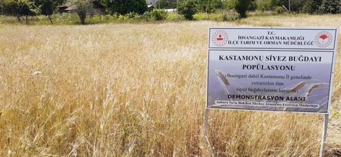 ’Mergüze’, ’Atasiyez’ Ve ’Kastamonu Siyez Buğdayı’ Tüm Kastamonu’da Yaygınlaştırılacak