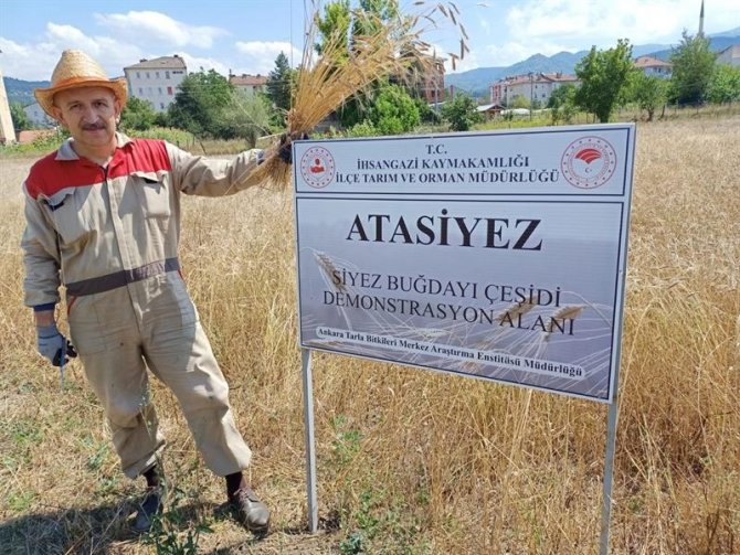 ’Mergüze’, ’Atasiyez’ Ve ’Kastamonu Siyez Buğdayı’ Tüm Kastamonu’da Yaygınlaştırılacak
