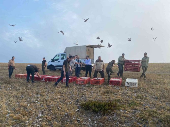 Kırklareli’nde 500 Adet Keklik Doğaya Salındı