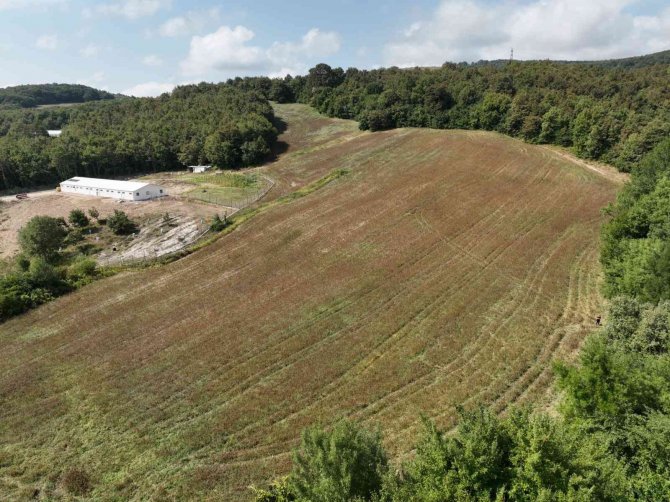 Türkiye Pazarına Girmesi Hedeflenen Aspirin Hasadı Yapıldı