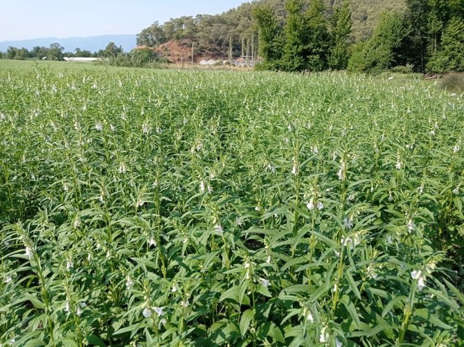 Köyceğiz’de Susam Üretimi Projesi Devam Ediyor