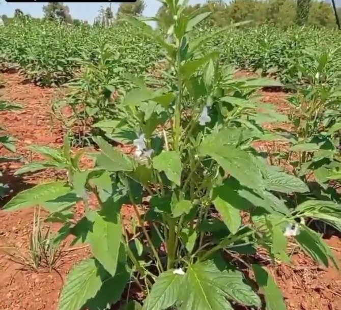 Köyceğiz’de Susam Üretimi Projesi Devam Ediyor