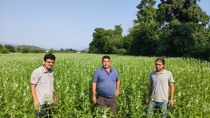 Köyceğiz’de Susam Üretimi Projesi Devam Ediyor