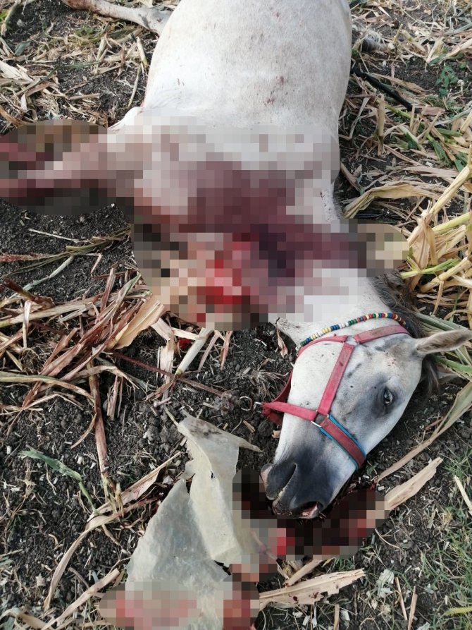 Kırkağaç’ta Fayton Atları Öldürüldü