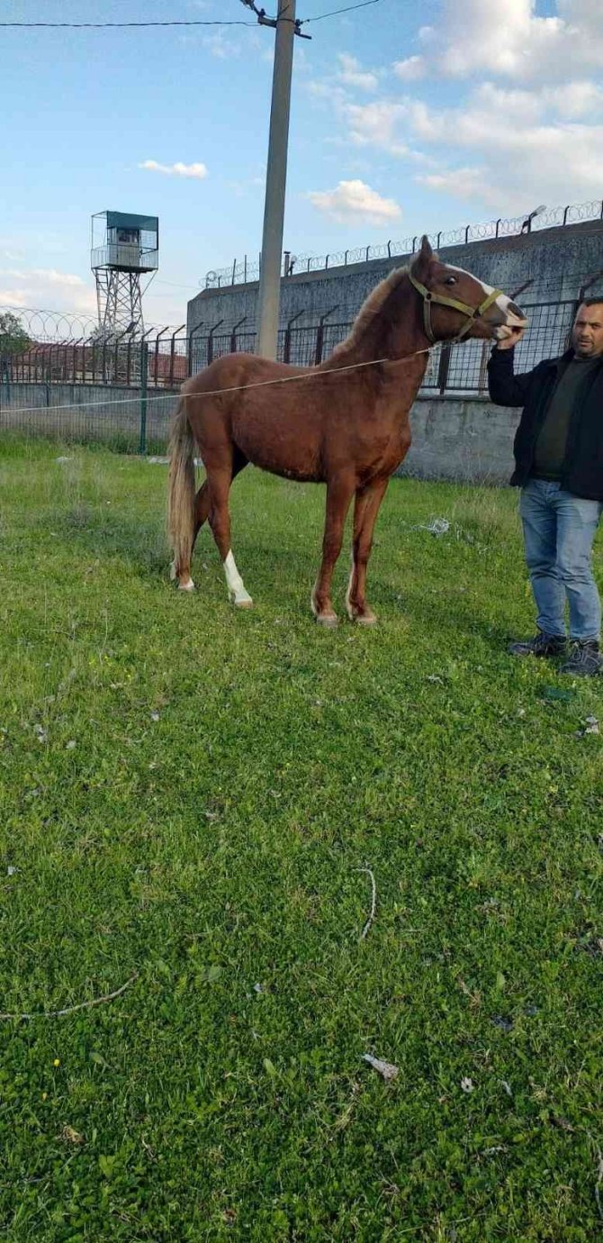 Kırkağaç’ta Fayton Atları Öldürüldü
