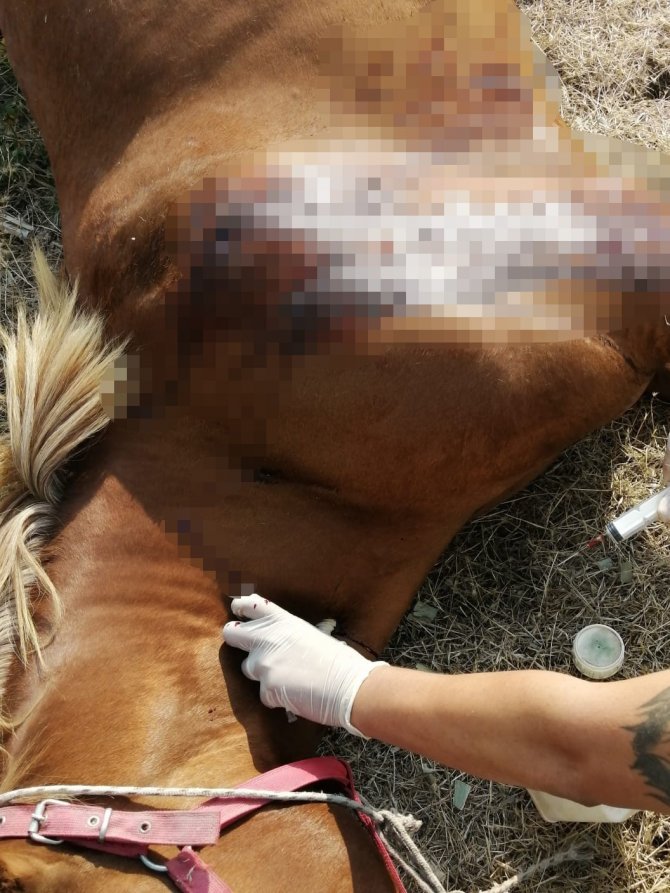 Kırkağaç’ta Fayton Atları Öldürüldü