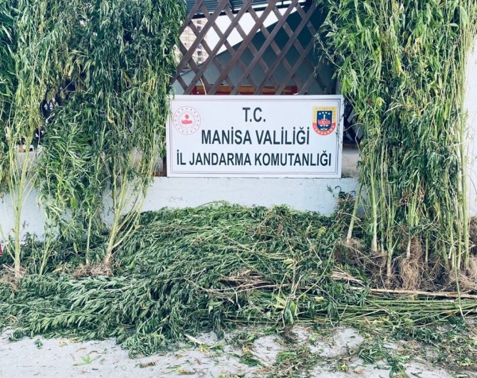 Manisa’da İki İlçede Kenevir Operasyonu