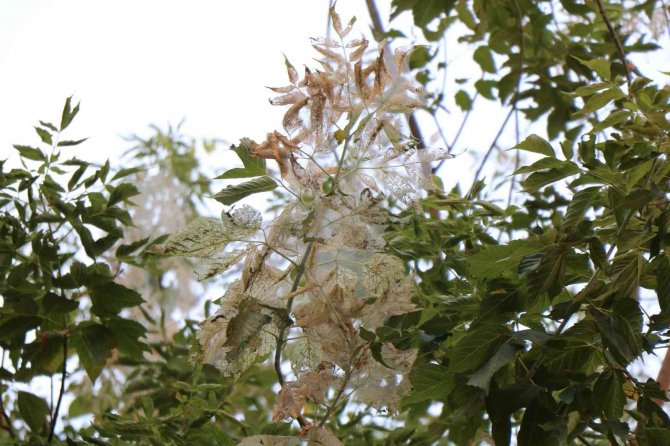 Ağaçlarda ‘Amerikan Beyaz Kelebeği’ İstilası