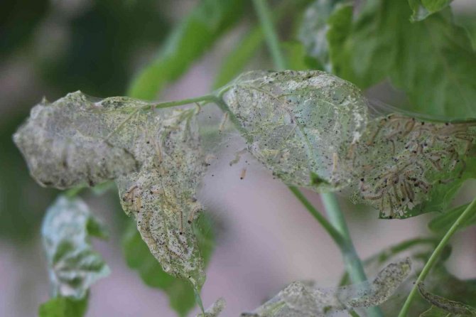 Ağaçlarda ‘Amerikan Beyaz Kelebeği’ İstilası