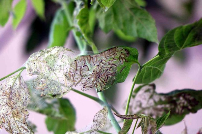 Ağaçlarda ‘Amerikan Beyaz Kelebeği’ İstilası