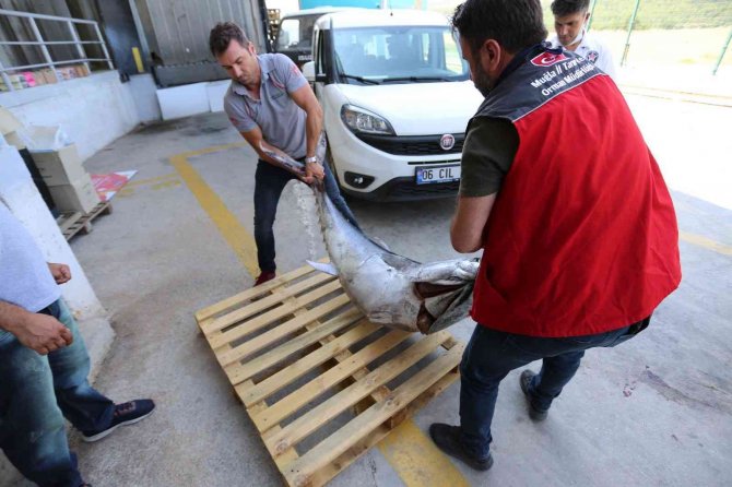 Muğla’da Avlanması Yasak Olan 3 Adet Mavi Yüzgeçli Orkinos Balığı Ele Geçirildi
