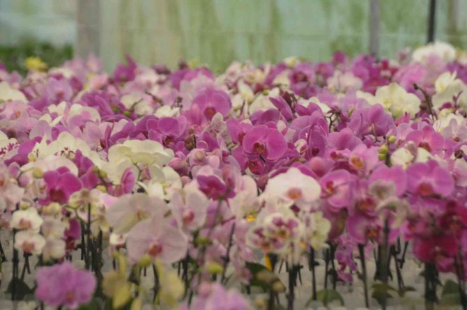 Rusya, ‘Orkide’ Rotasını Yalova’ya Çevirdi