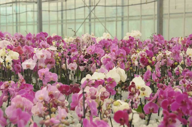 Rusya, ‘Orkide’ Rotasını Yalova’ya Çevirdi