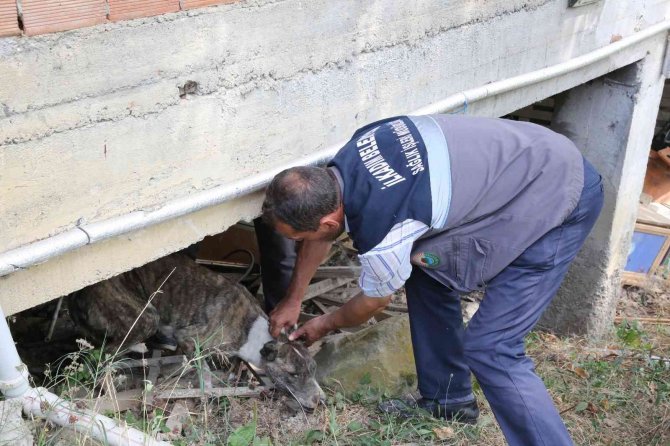 Aracın Çarptığı Köpeğin Yardımına İ̇lkadım Sağlık Ekipleri Koştu