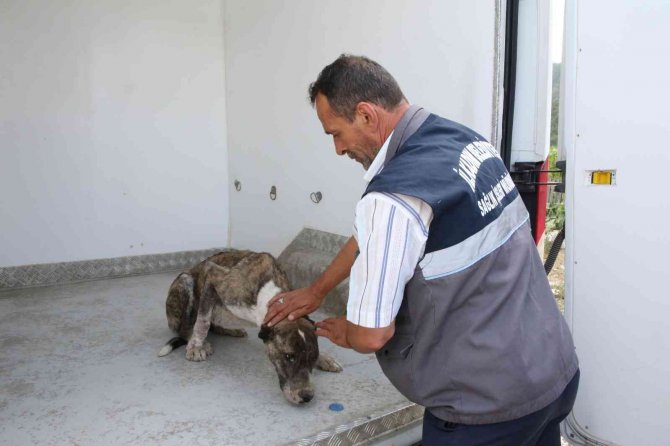 Aracın Çarptığı Köpeğin Yardımına İ̇lkadım Sağlık Ekipleri Koştu