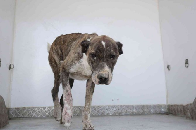 Aracın Çarptığı Köpeğin Yardımına İ̇lkadım Sağlık Ekipleri Koştu