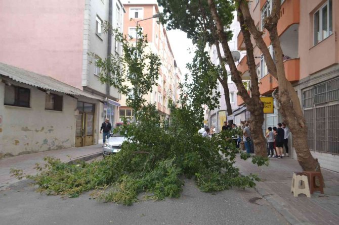 Şiddetli Rüzgar Çeyrek Asırlık Ağacı Devirdi