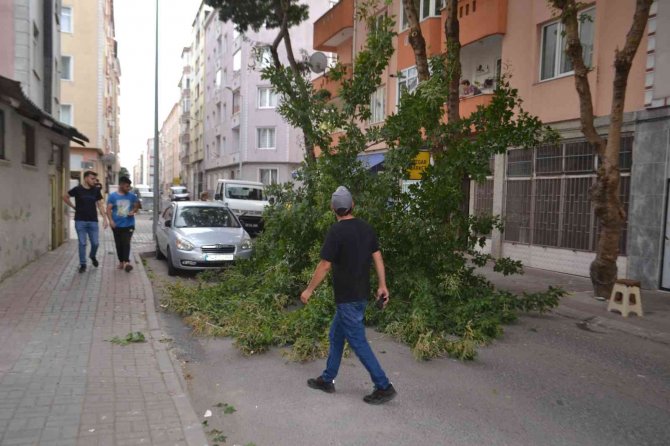 Şiddetli Rüzgar Çeyrek Asırlık Ağacı Devirdi