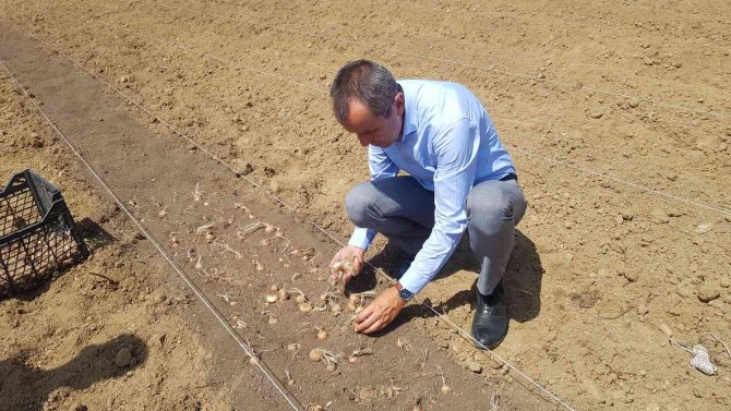 100 Bin Tl’den Satılması Beklenen Safranın Soğanları Toprakla Buluştu
