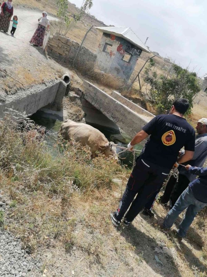 Kanala Düşen İneği İtfaiye Ekipleri Kurtardı